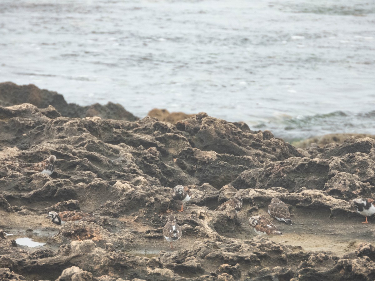 Ruddy Turnstone - ML638287452