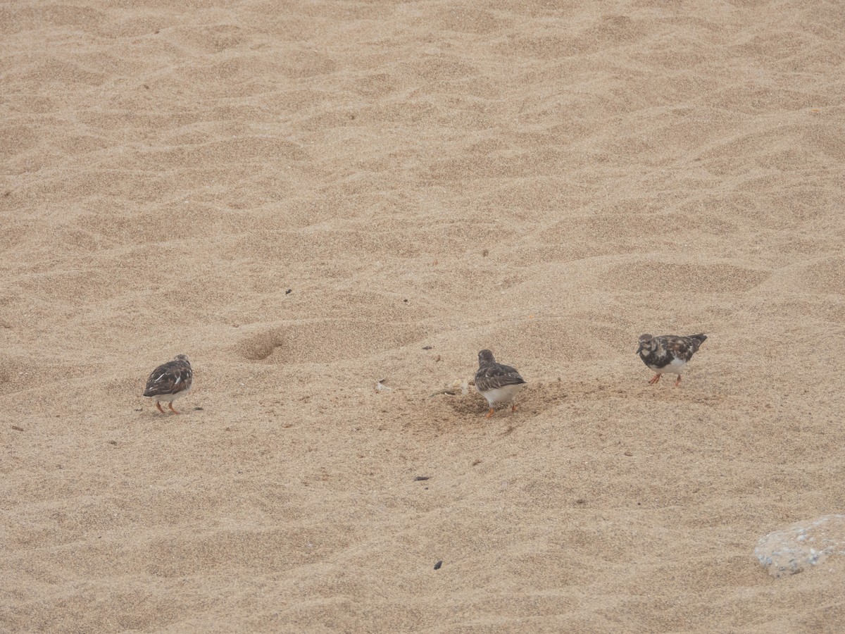 Ruddy Turnstone - ML638287453