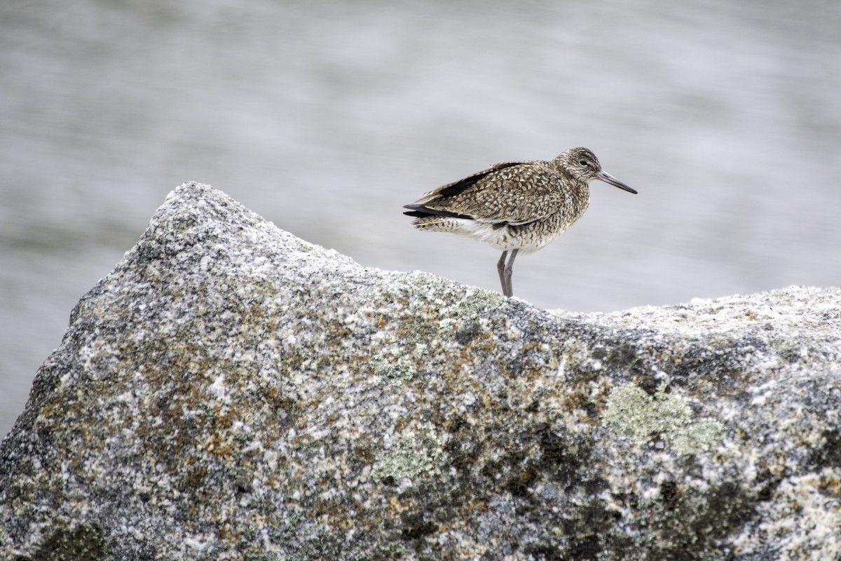 Willet - ML638287454