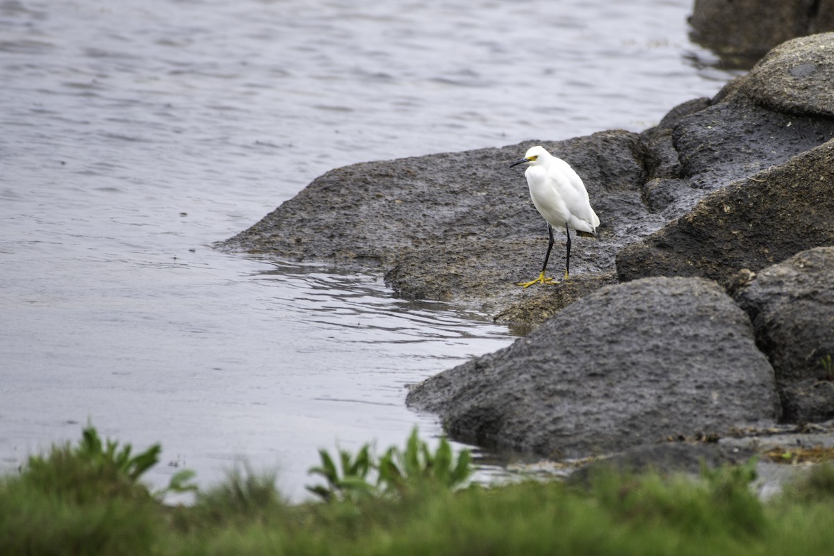 Snowy Egret - ML638287459