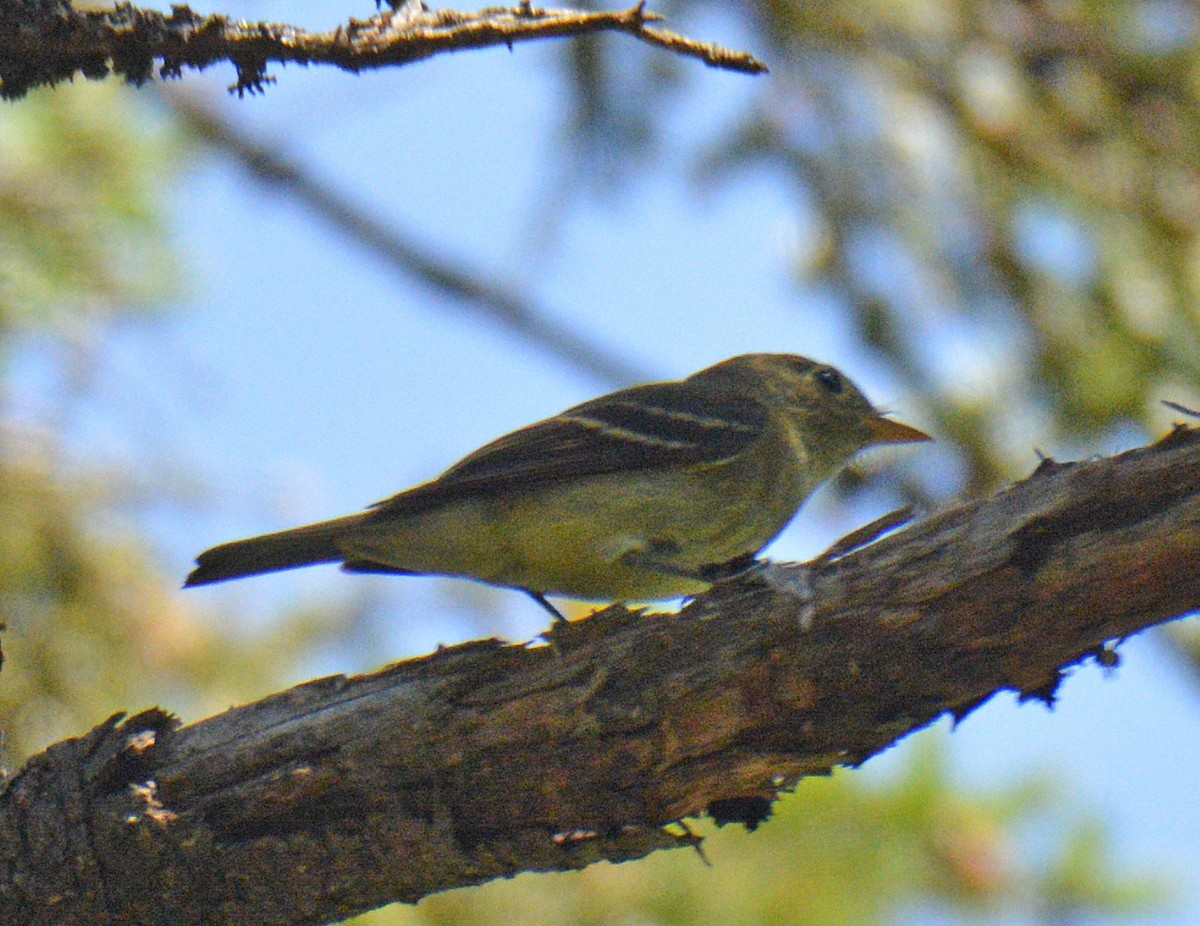 Yellow-bellied Flycatcher - ML638287467
