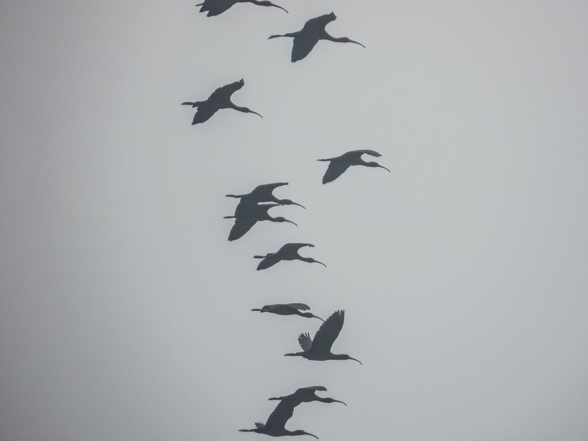 bronseibis - ML638287479
