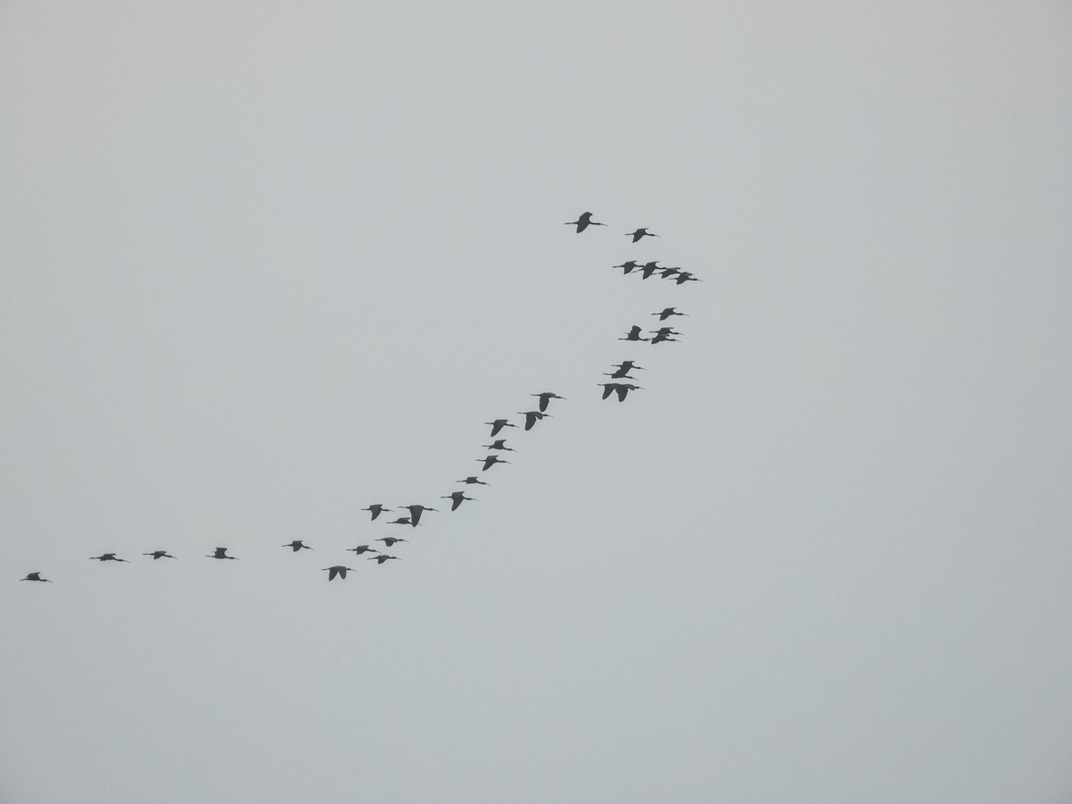 bronseibis - ML638287480