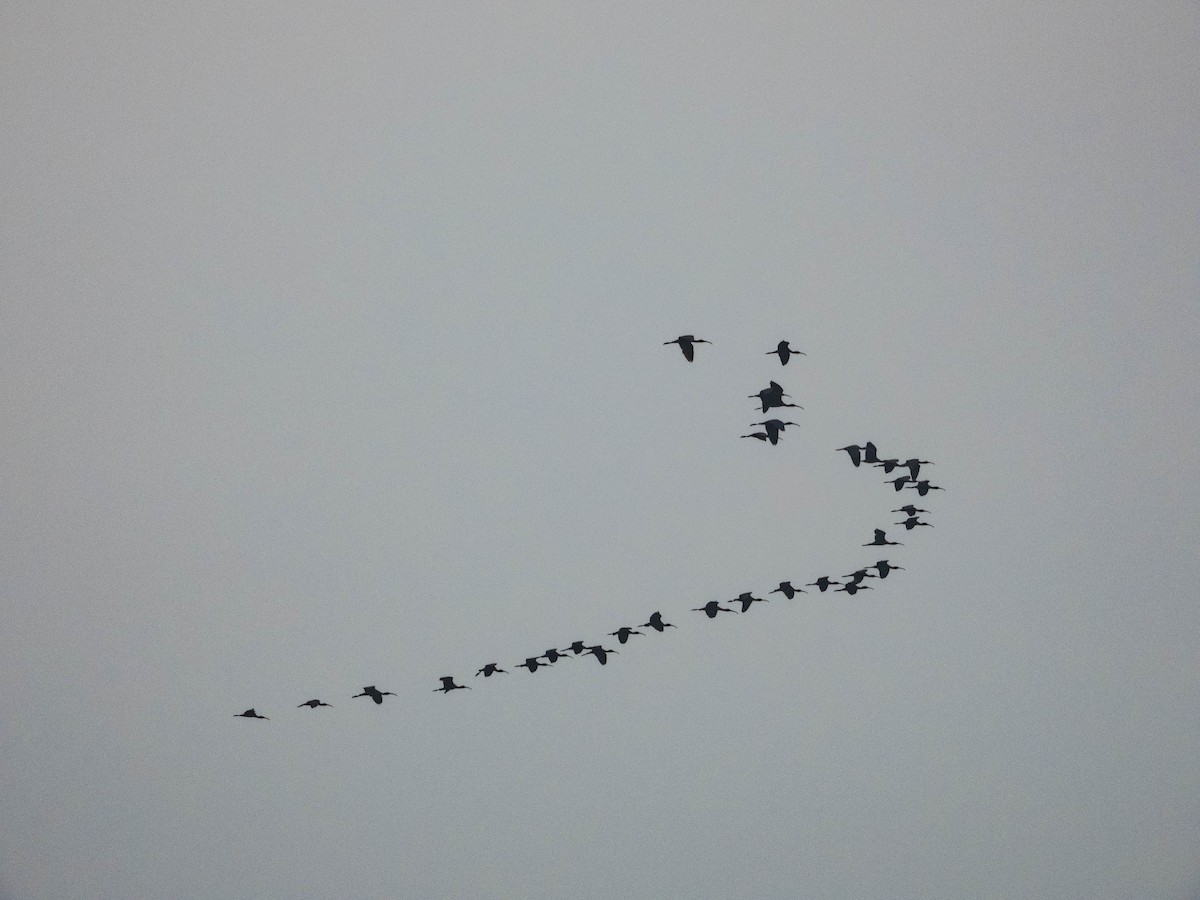 bronseibis - ML638287481