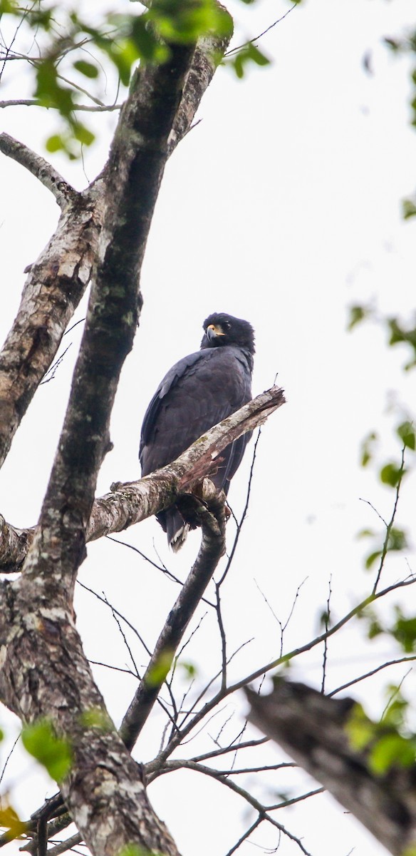 Great Black Hawk - ML638287486