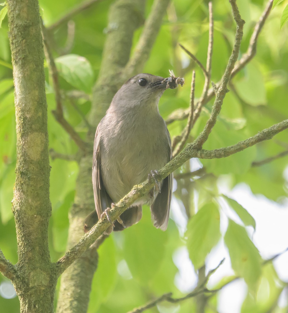 Gray Catbird - ML638287489