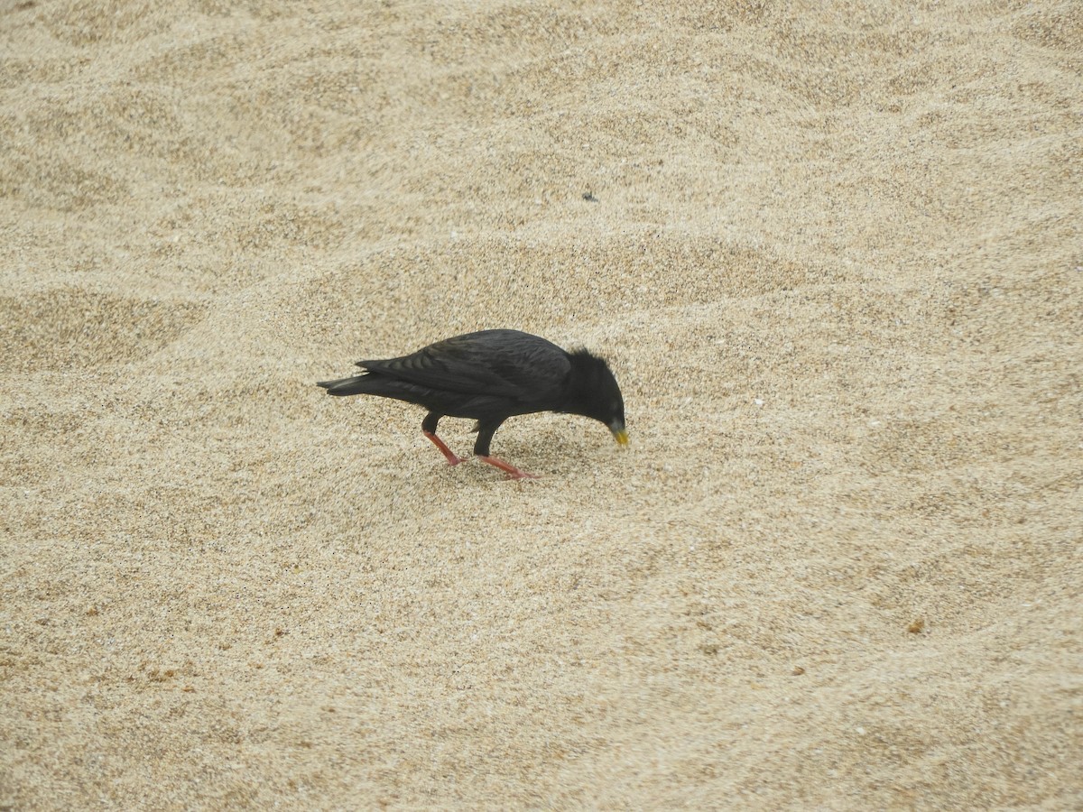 Spotless Starling - ML638287490