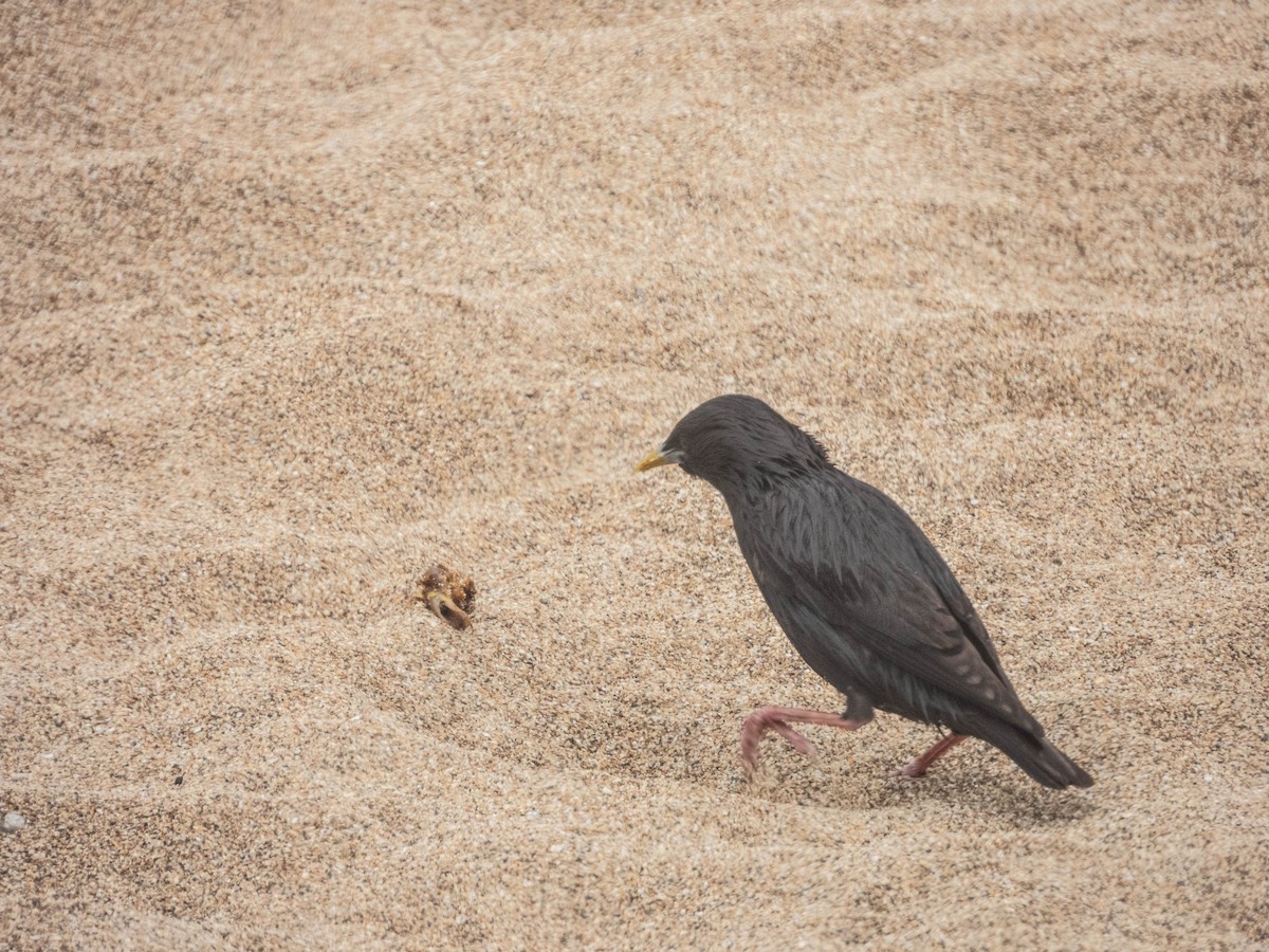 Spotless Starling - ML638287491