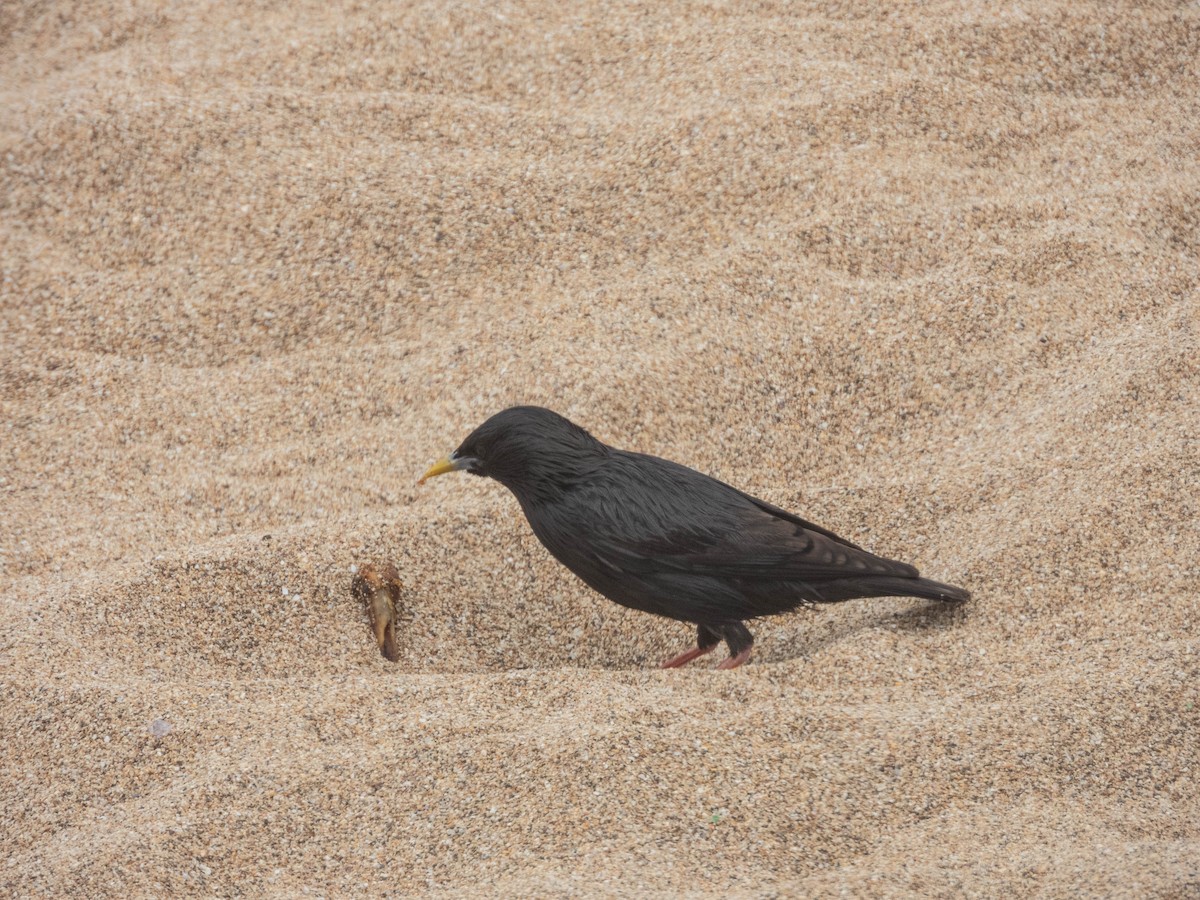 Spotless Starling - ML638287492