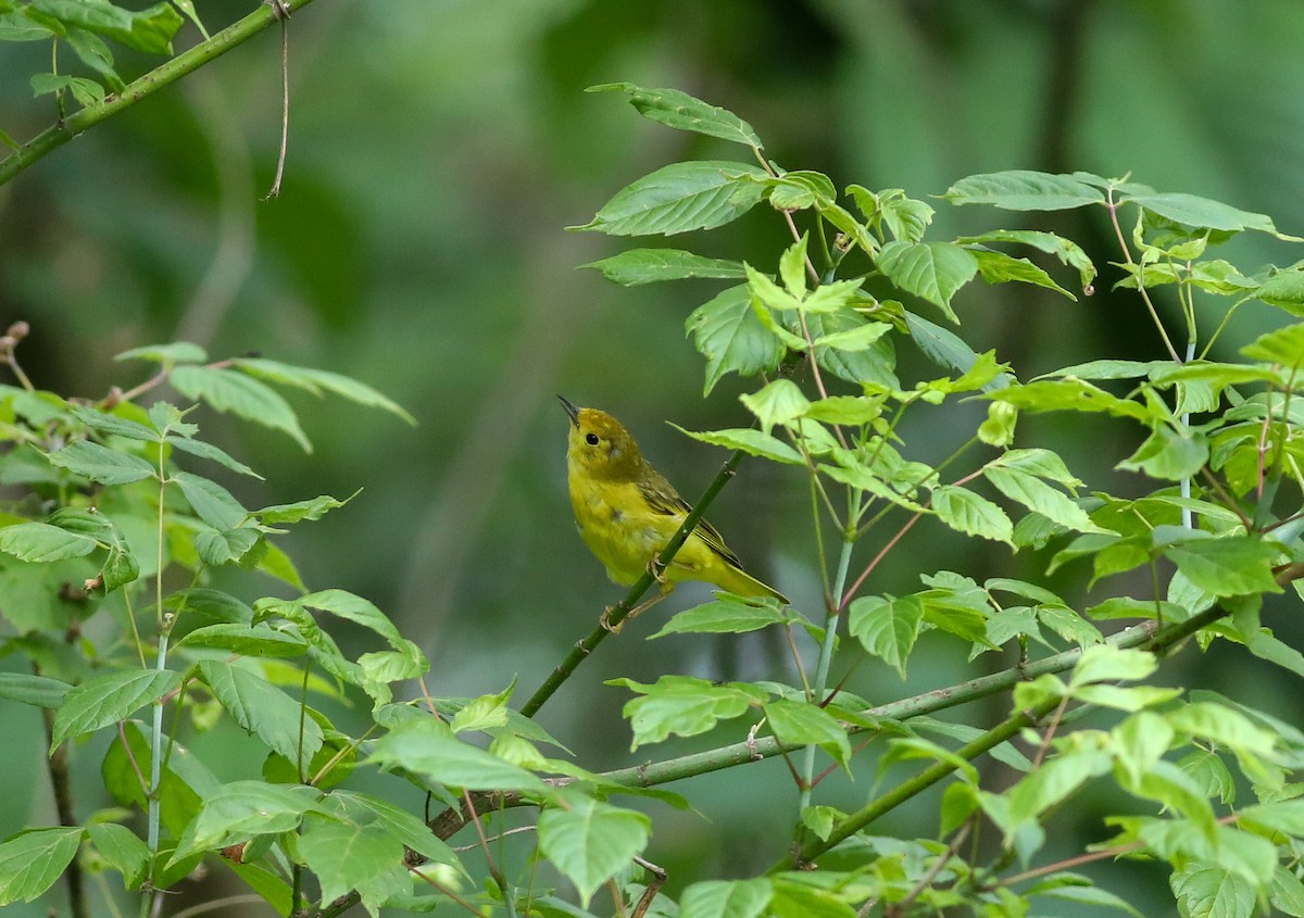 Yellow Warbler - ML638287493
