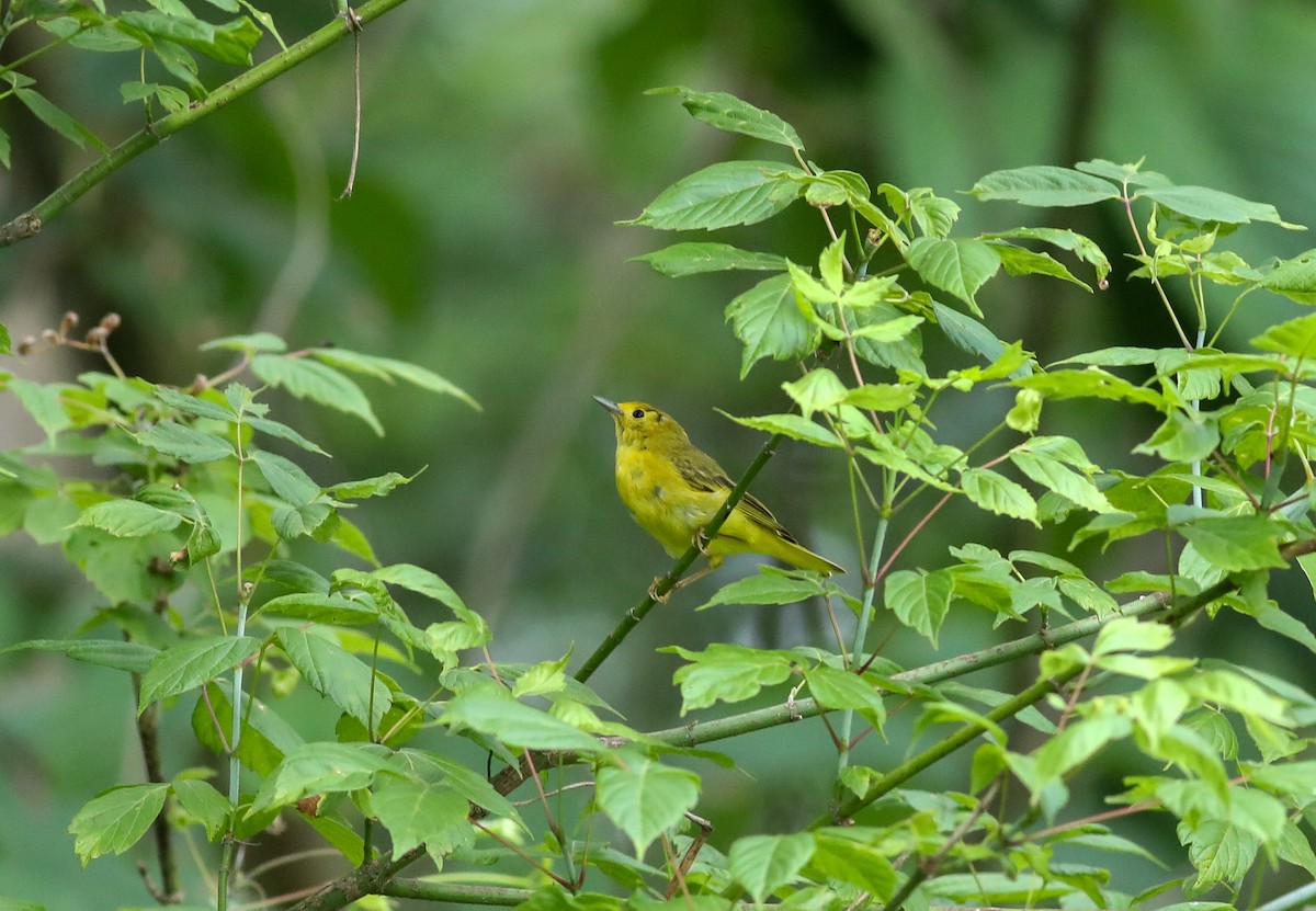 Yellow Warbler - ML638287494