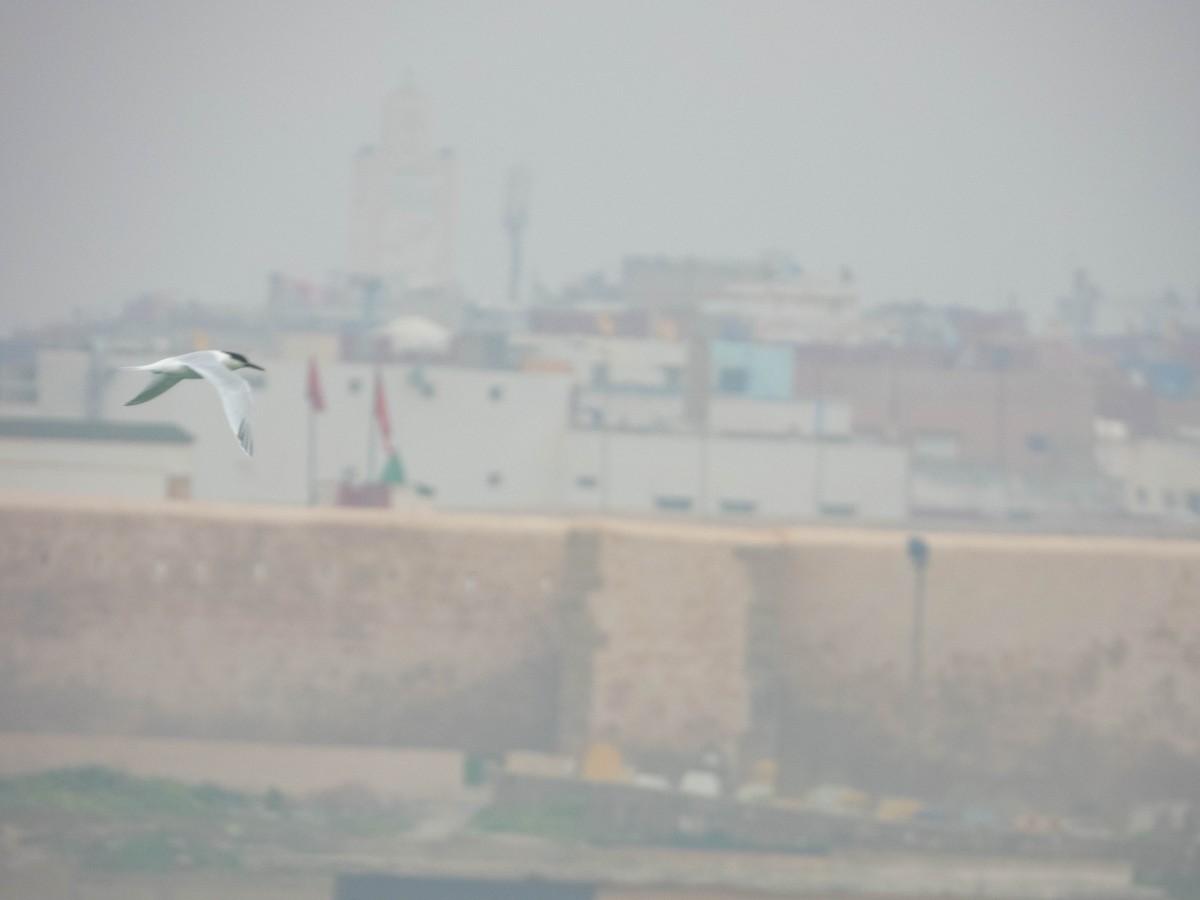 Sandwich Tern - ML638287501