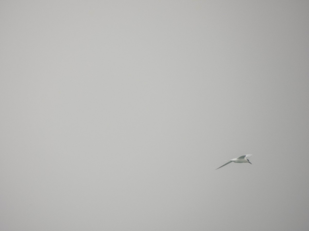 Sandwich Tern - ML638287503