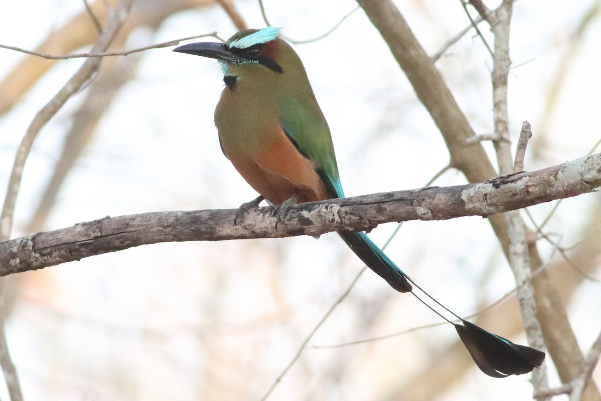 Turquoise-browed Motmot - ML638287507