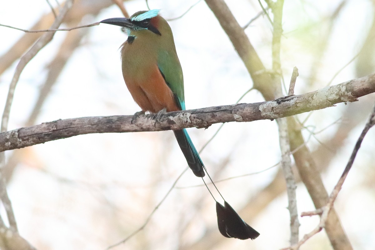 Turquoise-browed Motmot - ML638287508