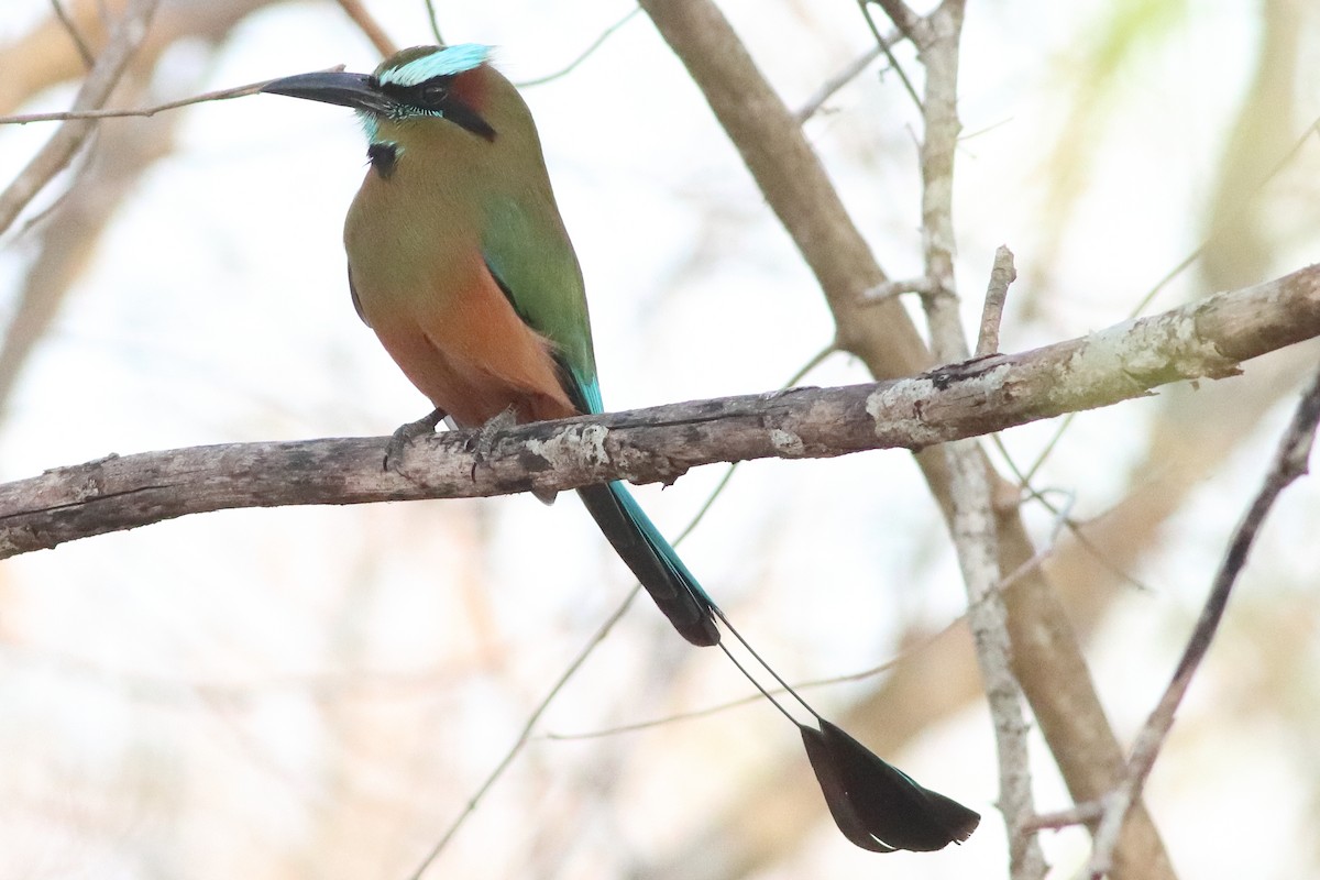 Turquoise-browed Motmot - ML638287509