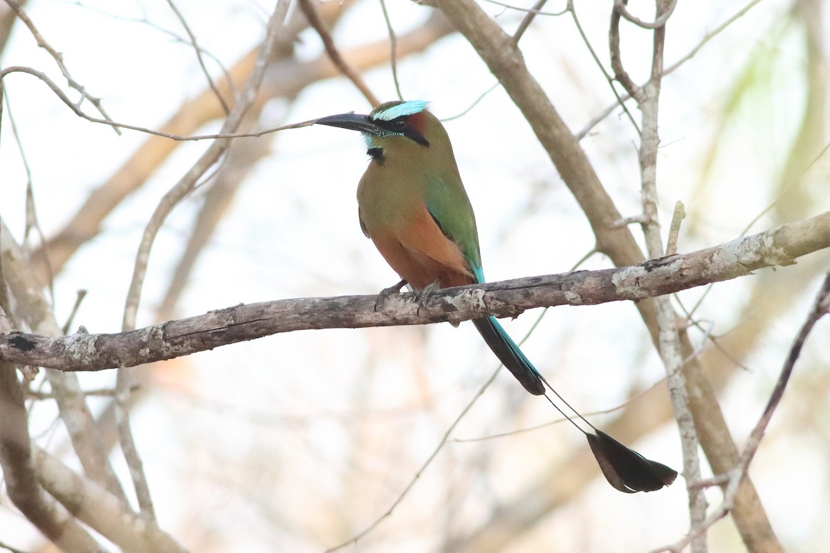 Turquoise-browed Motmot - ML638287510