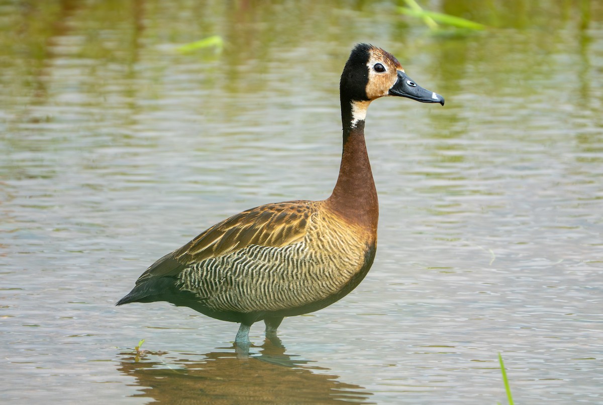 White-faced Whistling-Duck - ML638287517