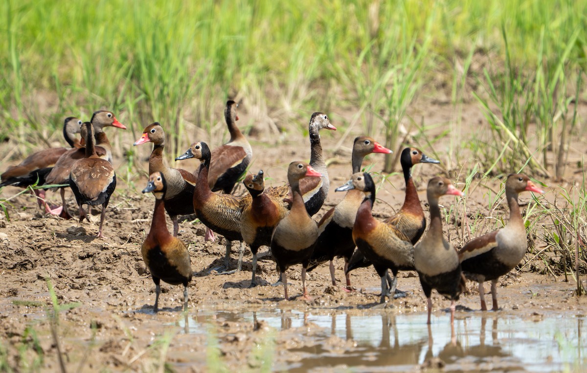White-faced Whistling-Duck - ML638287518