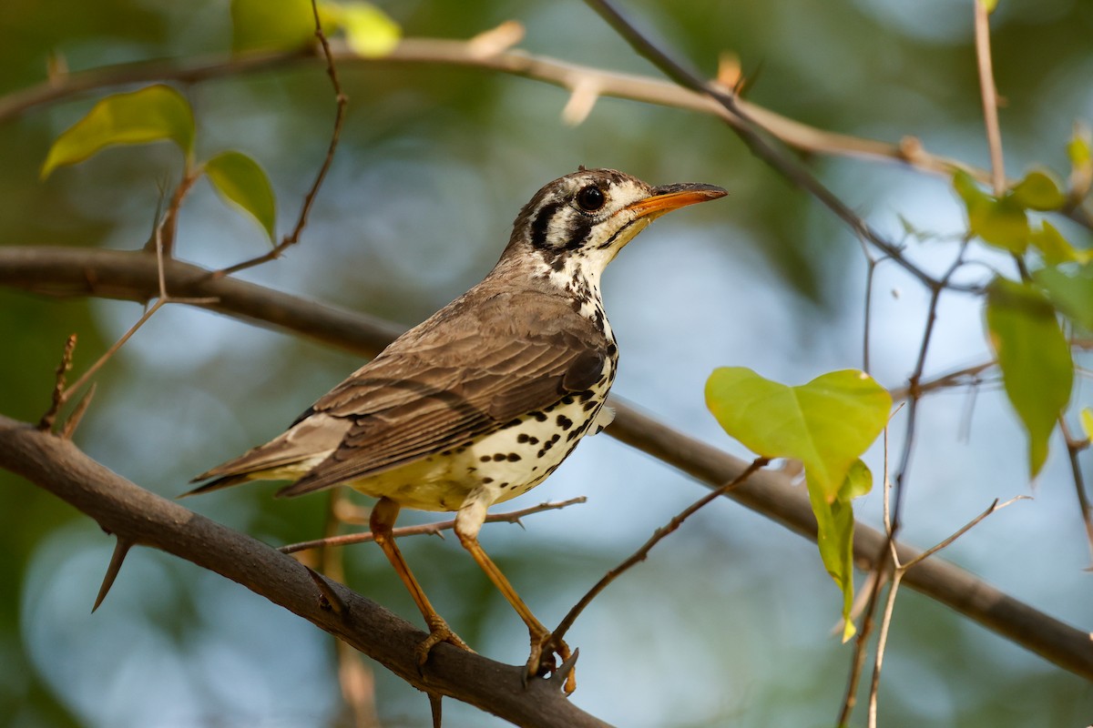 Groundscraper Thrush - ML638287521