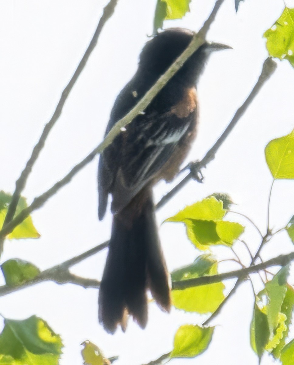Orchard Oriole - ML638287523
