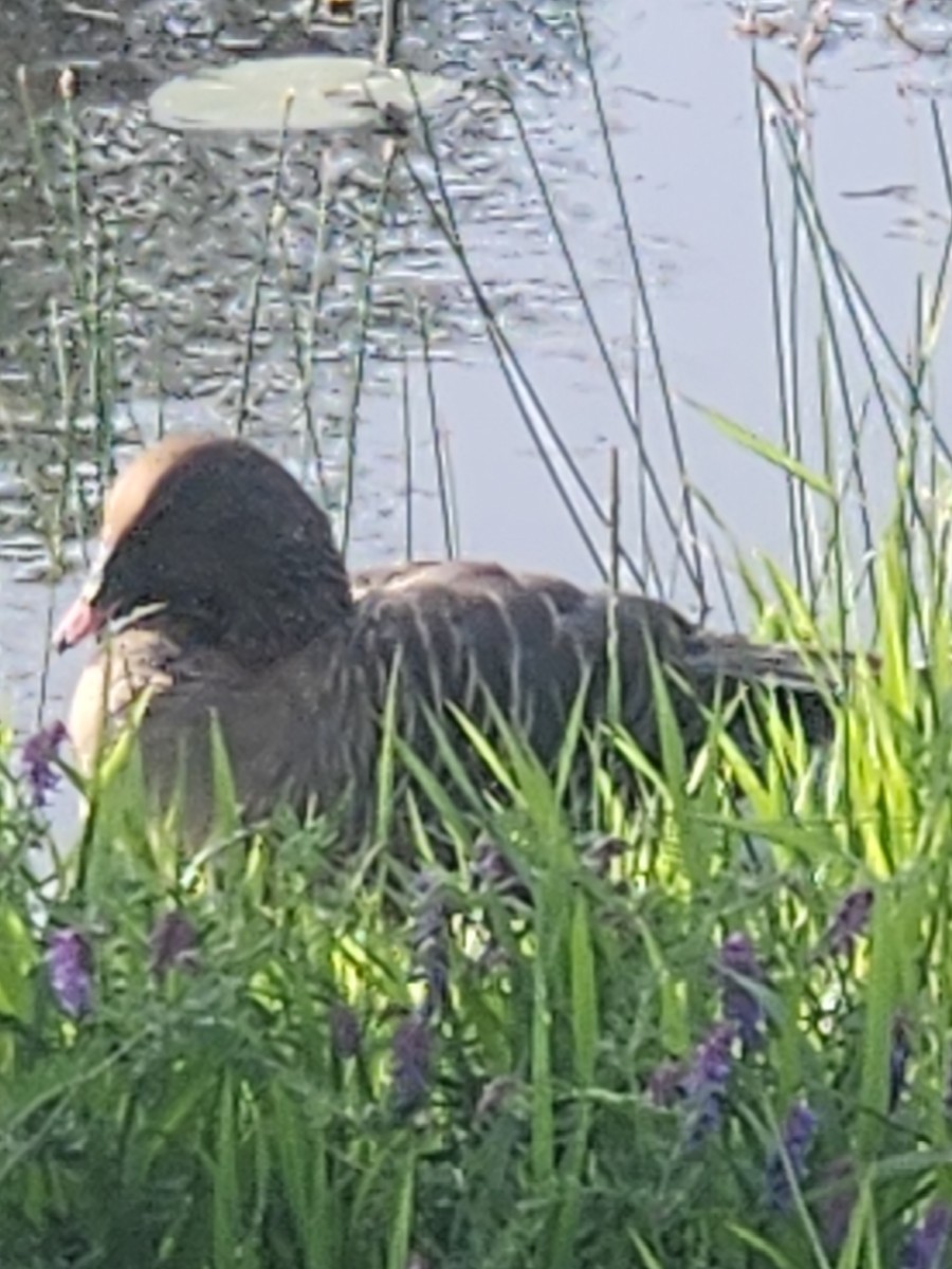 Pink-footed Goose - ML638287525