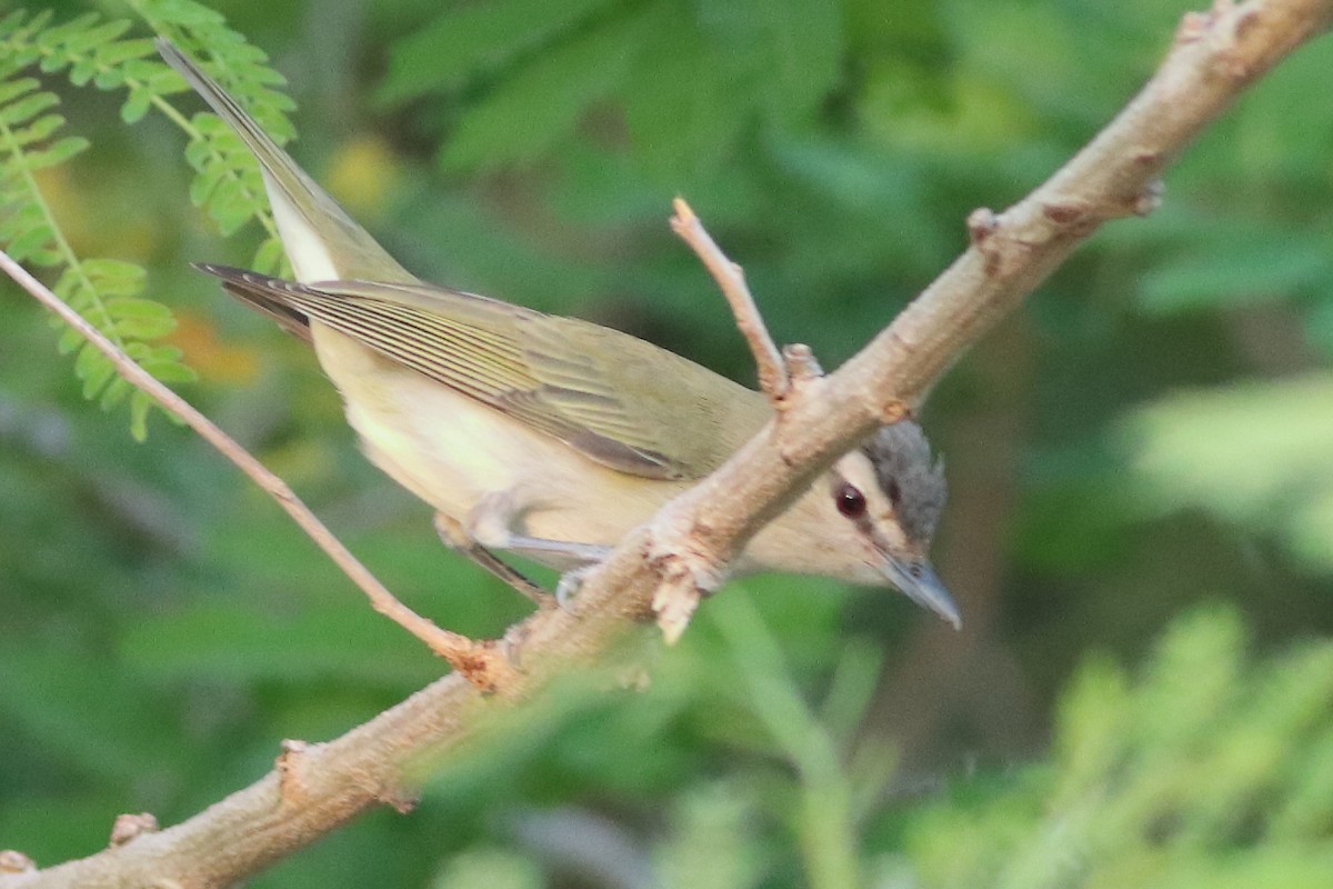 Red-eyed Vireo - ML638287527