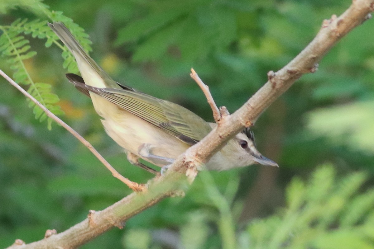Red-eyed Vireo - ML638287528