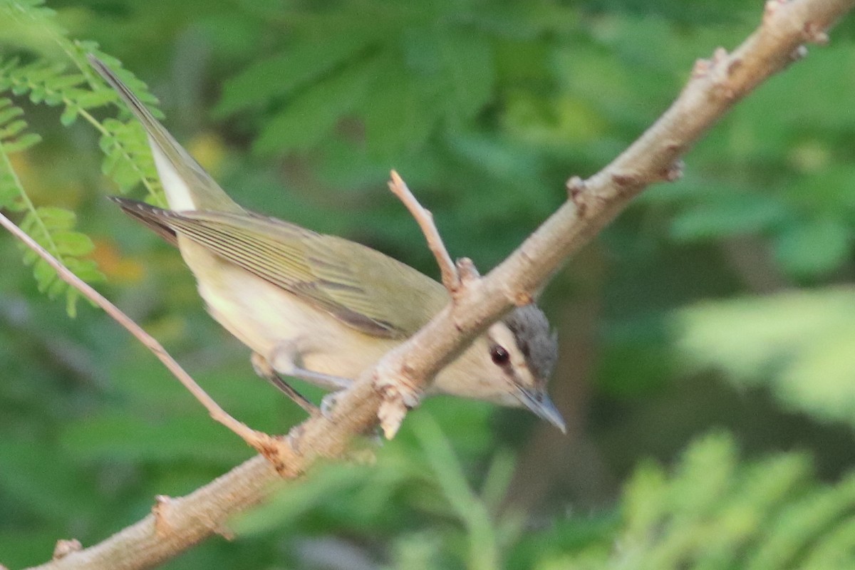 Red-eyed Vireo - ML638287529