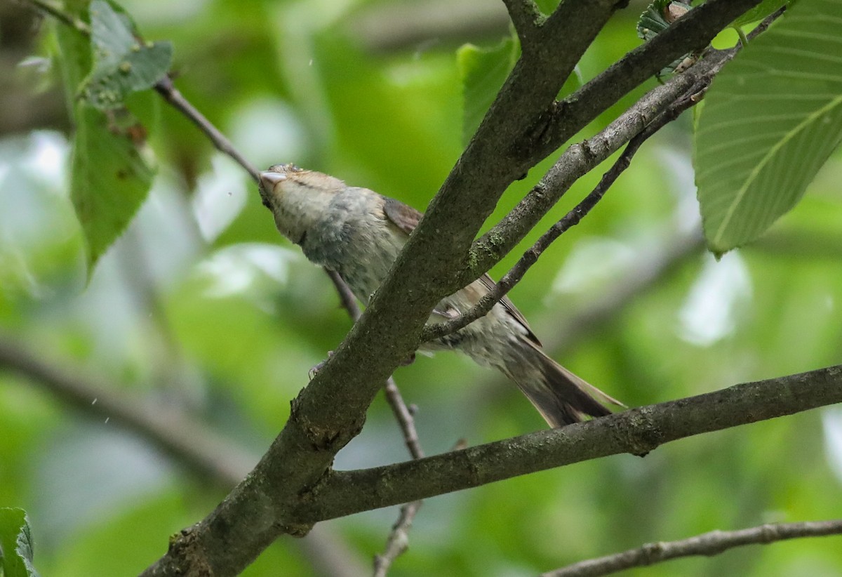 Indigo Bunting - ML638287541