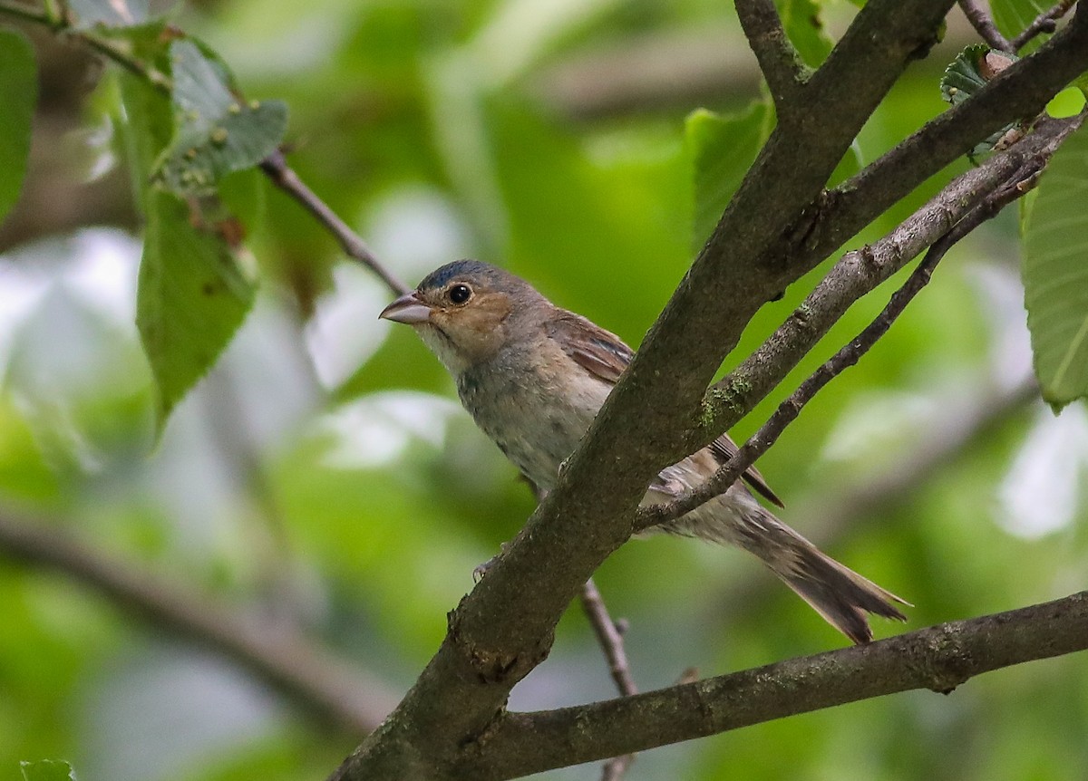 Indigo Bunting - ML638287542