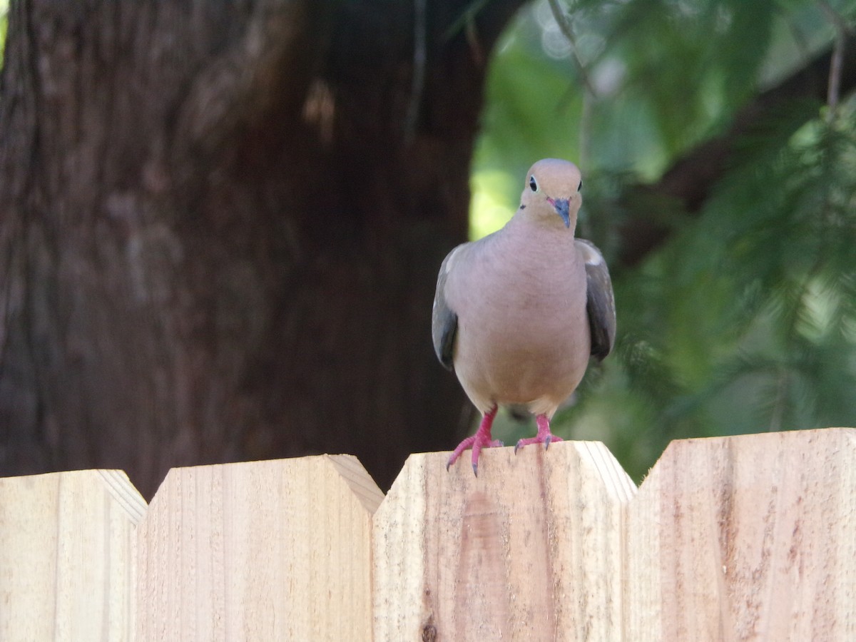 Mourning Dove - ML638287543