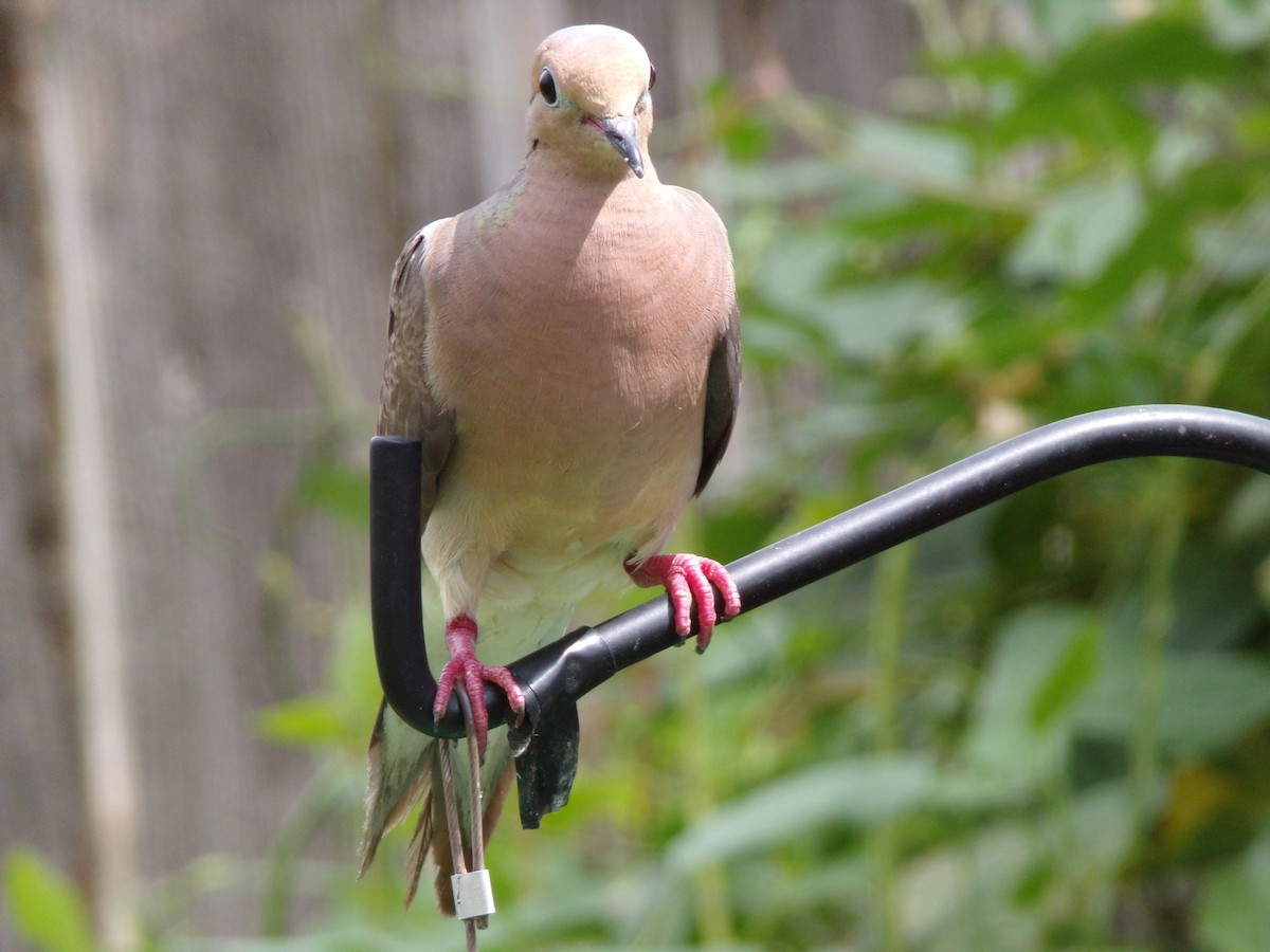 Mourning Dove - ML638287544