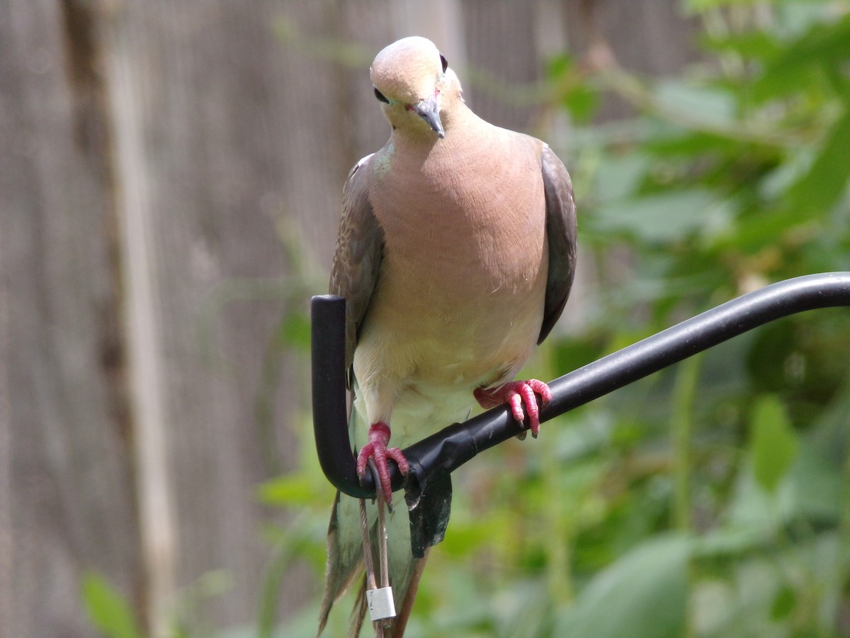 Mourning Dove - ML638287545