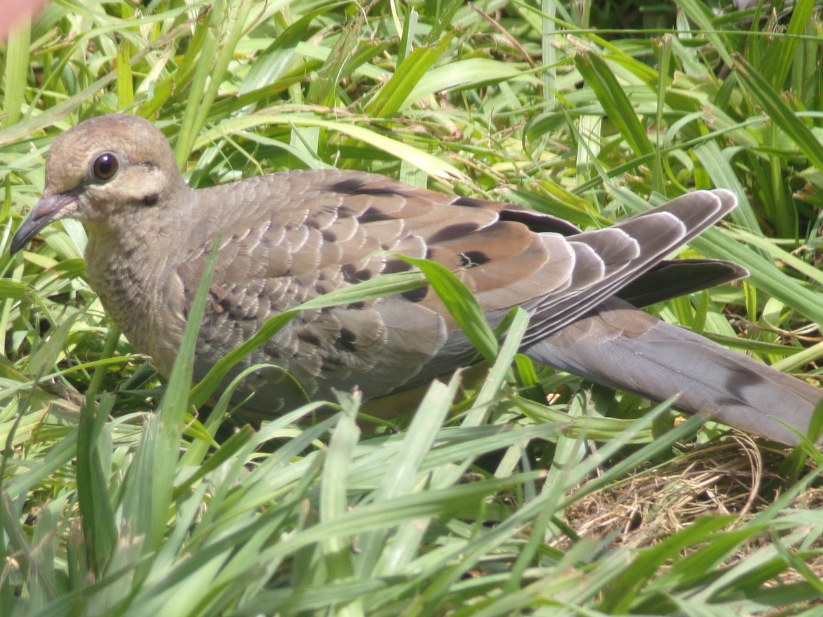 Mourning Dove - ML638287546