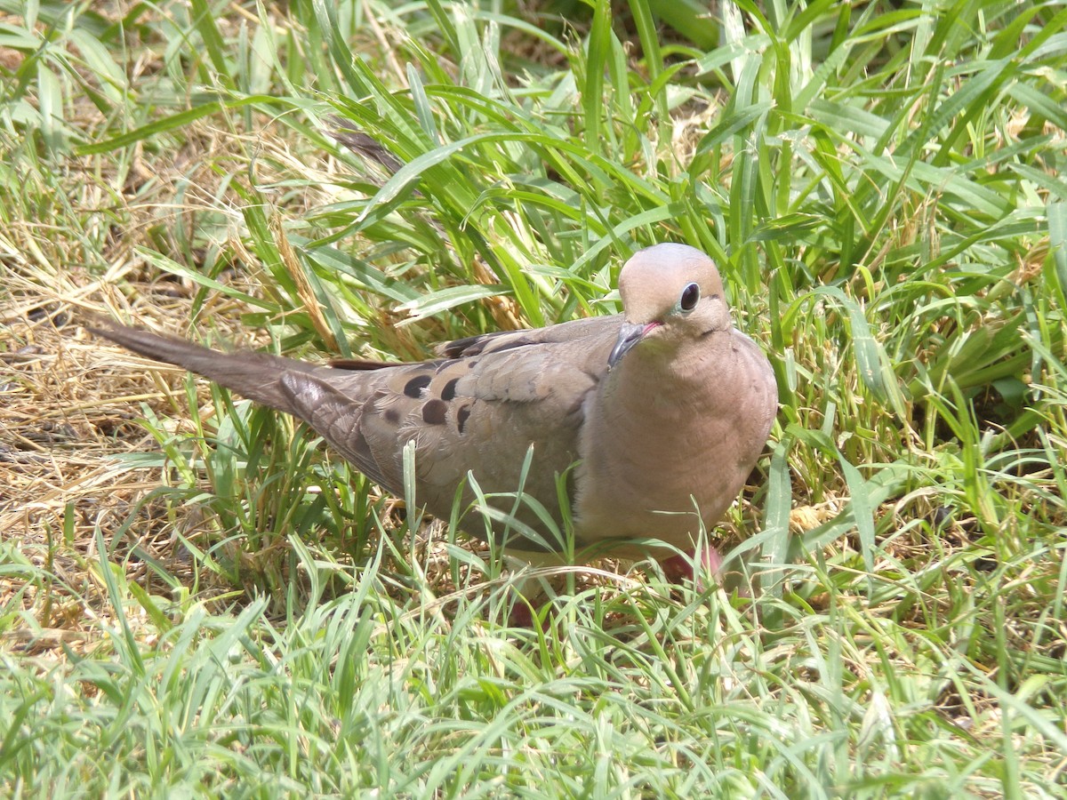Mourning Dove - ML638287547