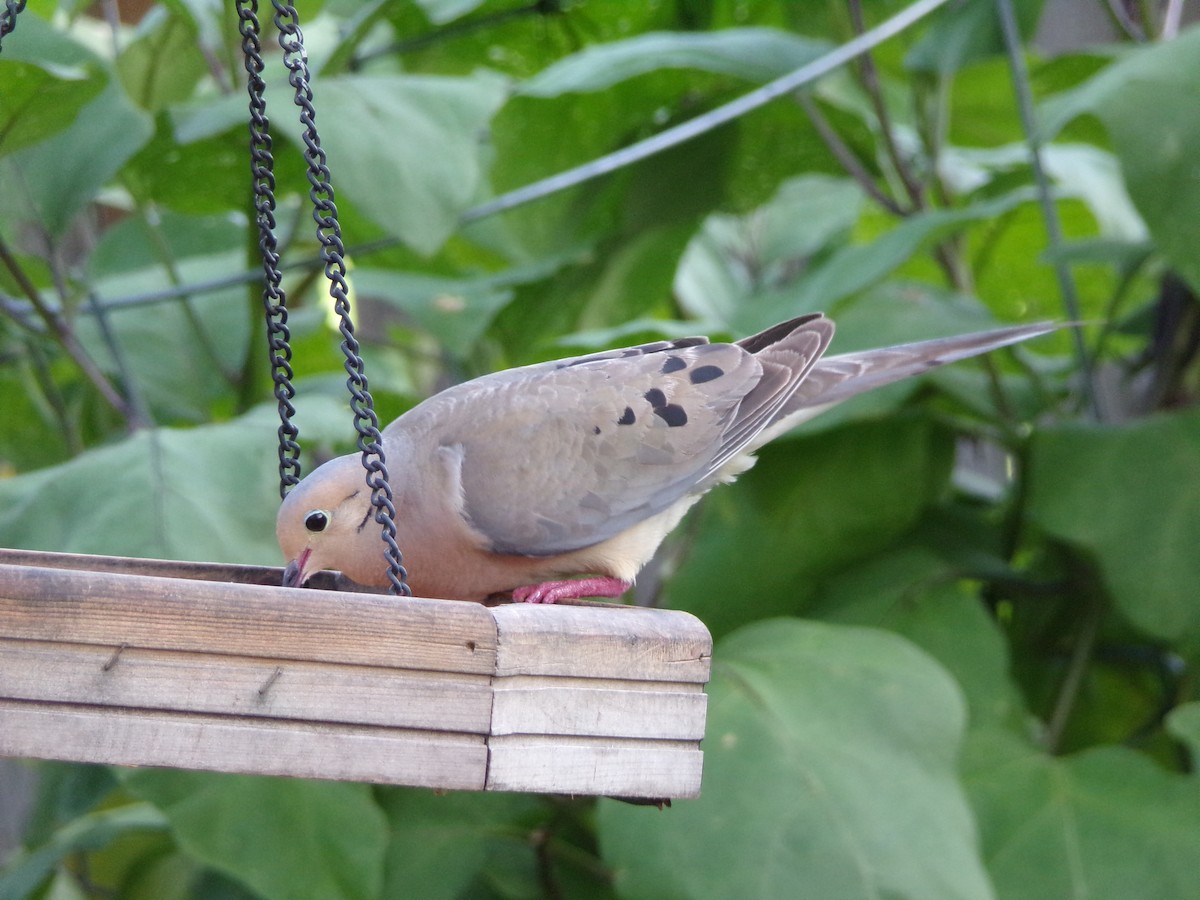 Mourning Dove - ML638287548