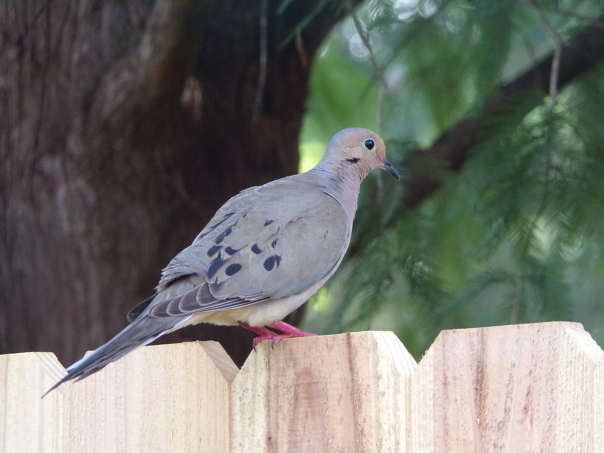 Mourning Dove - ML638287549
