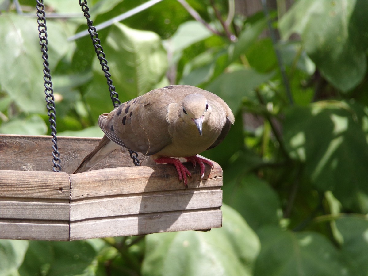 Mourning Dove - ML638287551