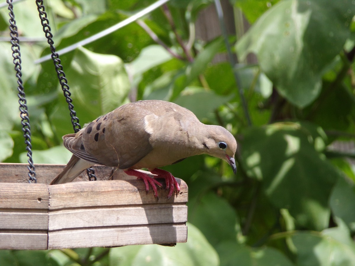 Mourning Dove - ML638287552