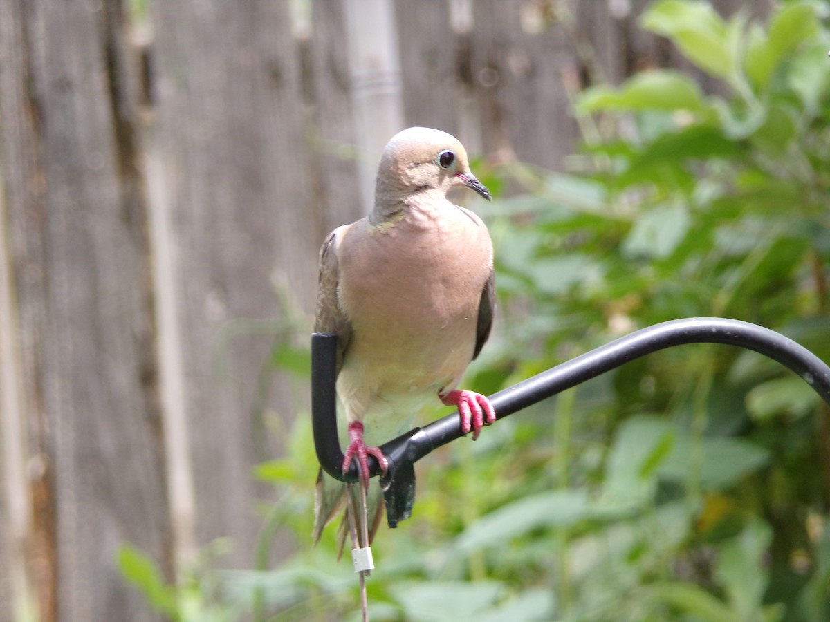 Mourning Dove - ML638287553