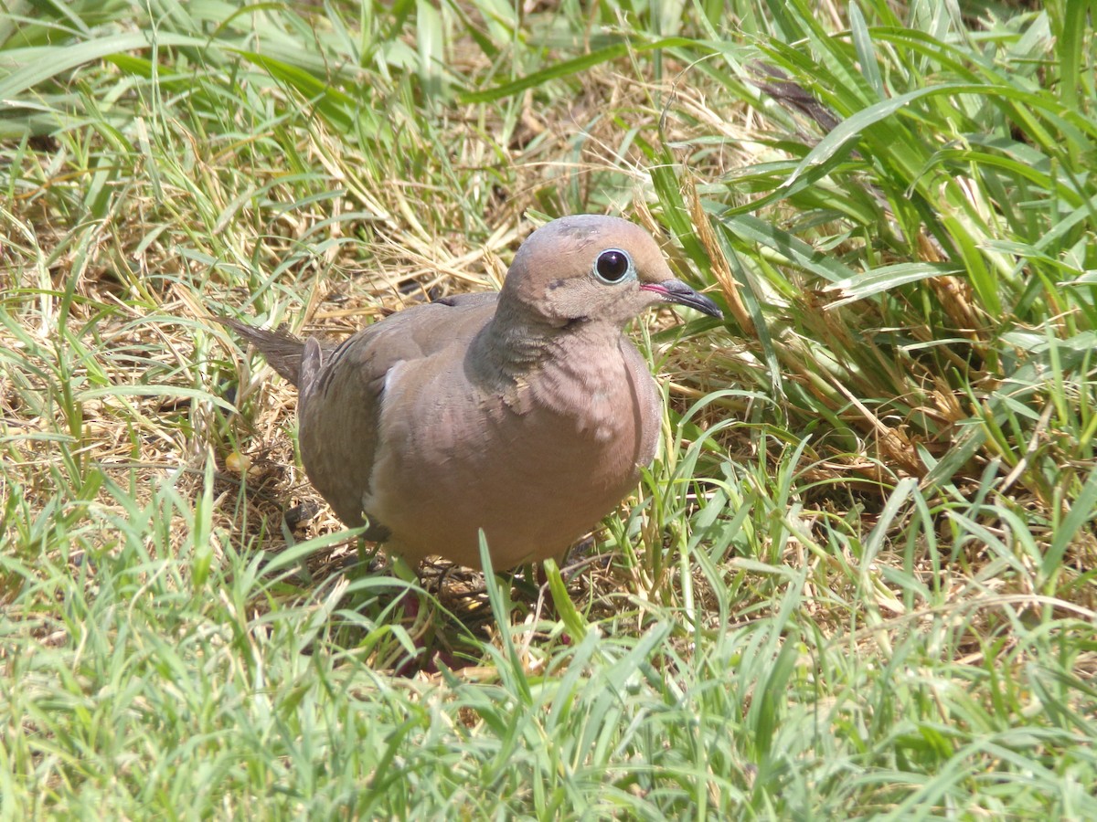 Mourning Dove - ML638287554