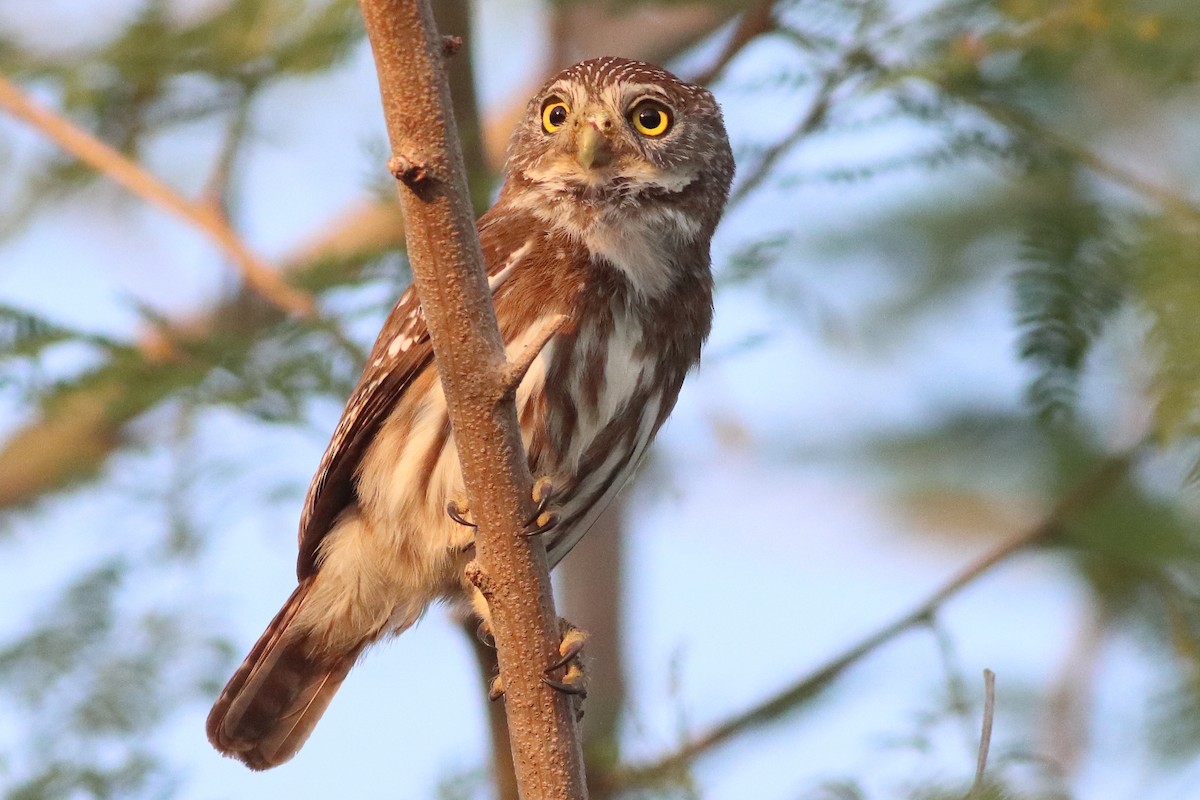Ferruginous Pygmy-Owl - ML638287557