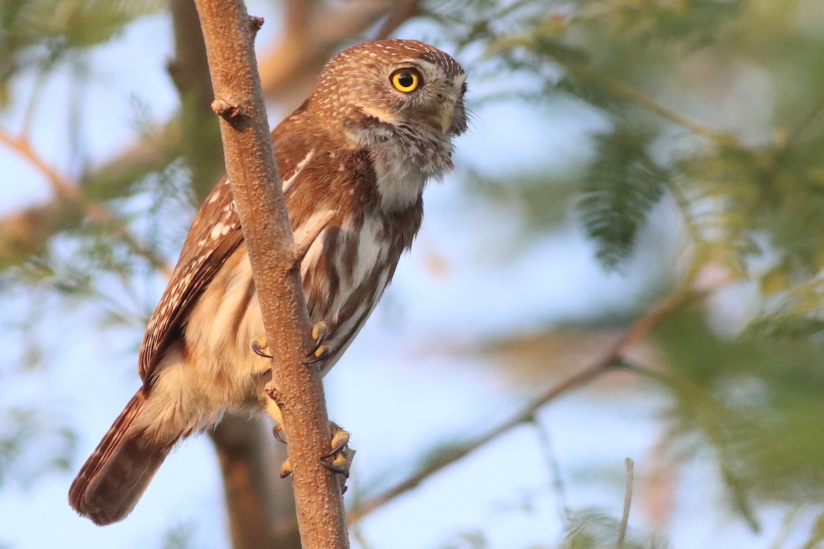 Ferruginous Pygmy-Owl - ML638287558