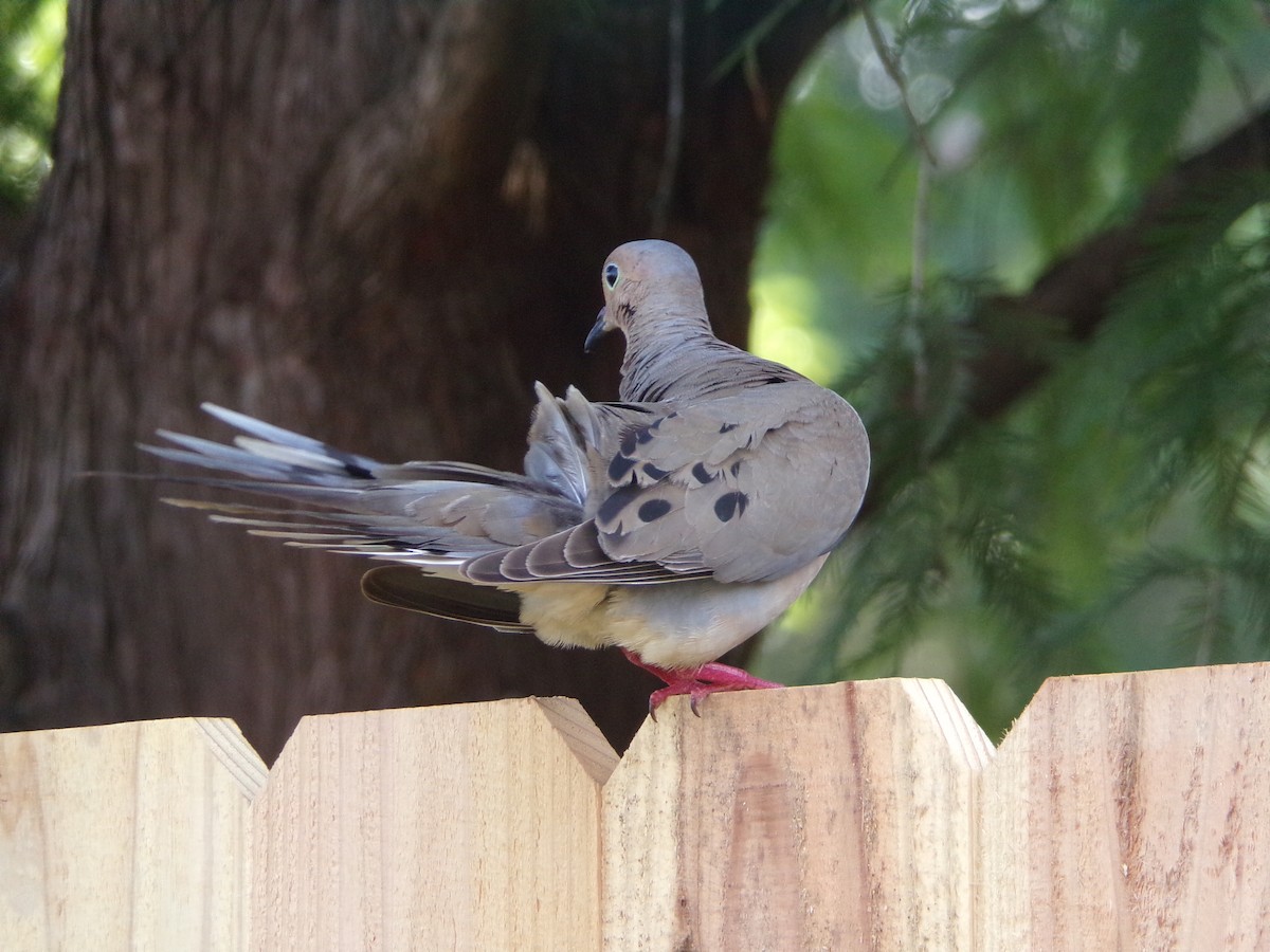 Mourning Dove - ML638287562