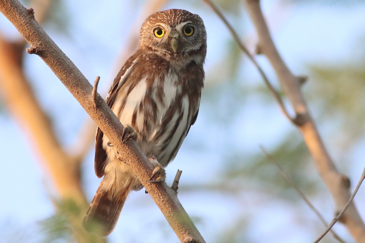 Ferruginous Pygmy-Owl - ML638287563
