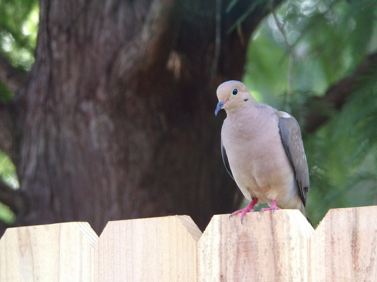 Mourning Dove - ML638287564
