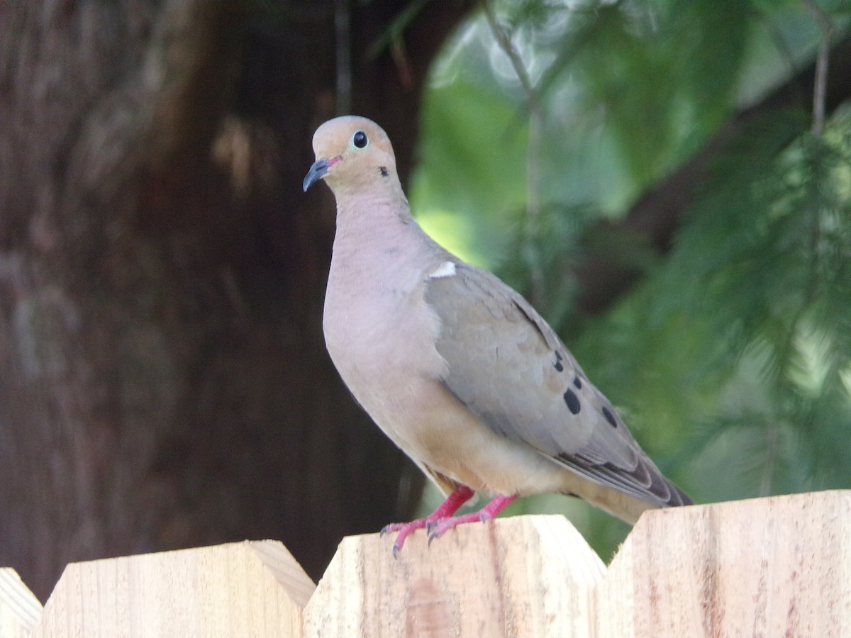 Mourning Dove - ML638287565