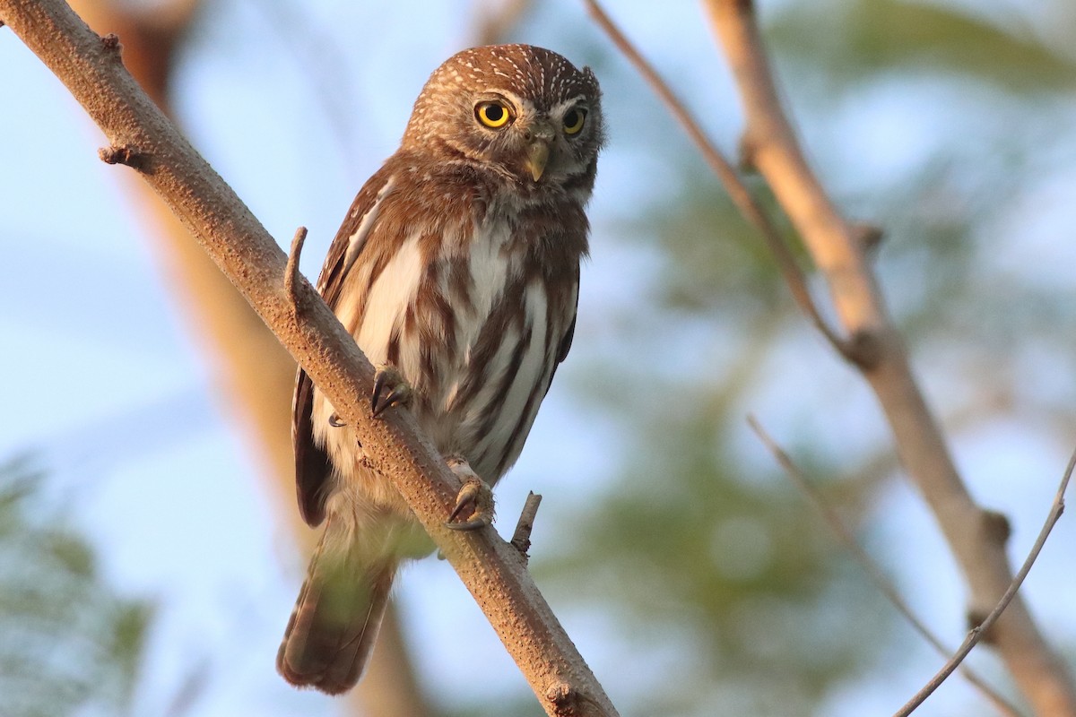 Ferruginous Pygmy-Owl - ML638287566