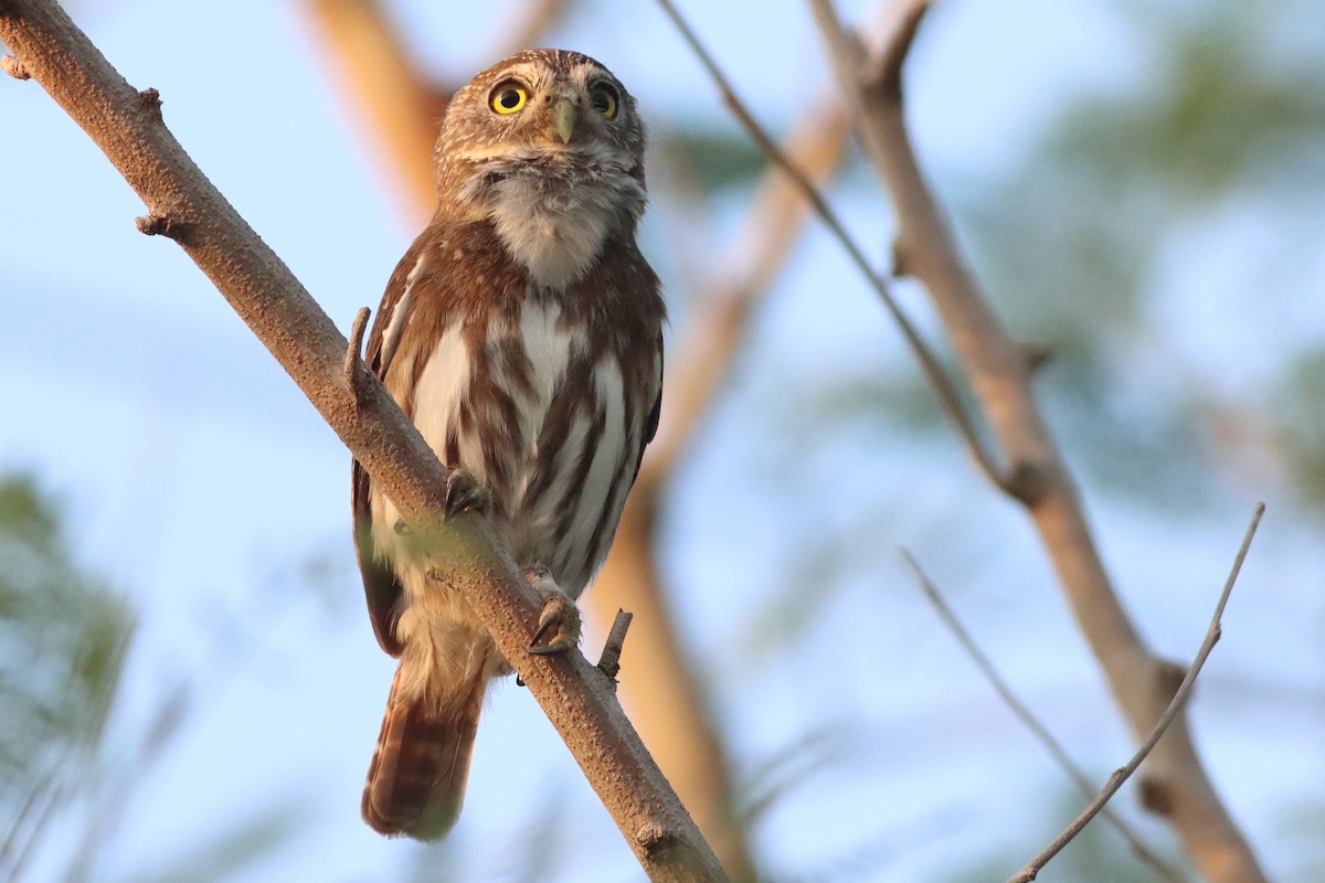Ferruginous Pygmy-Owl - ML638287568